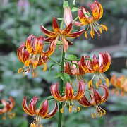 Arabian Knight - inflorescence